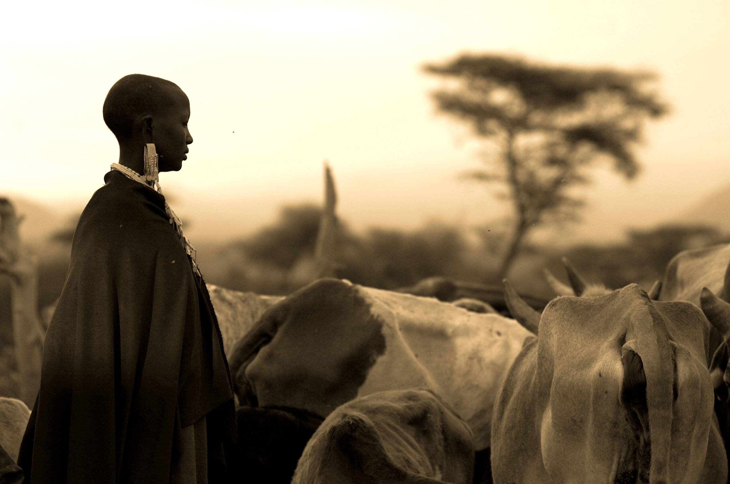 Serengati Kilimanjaro